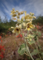 Senna confinis