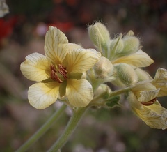Senna confinis