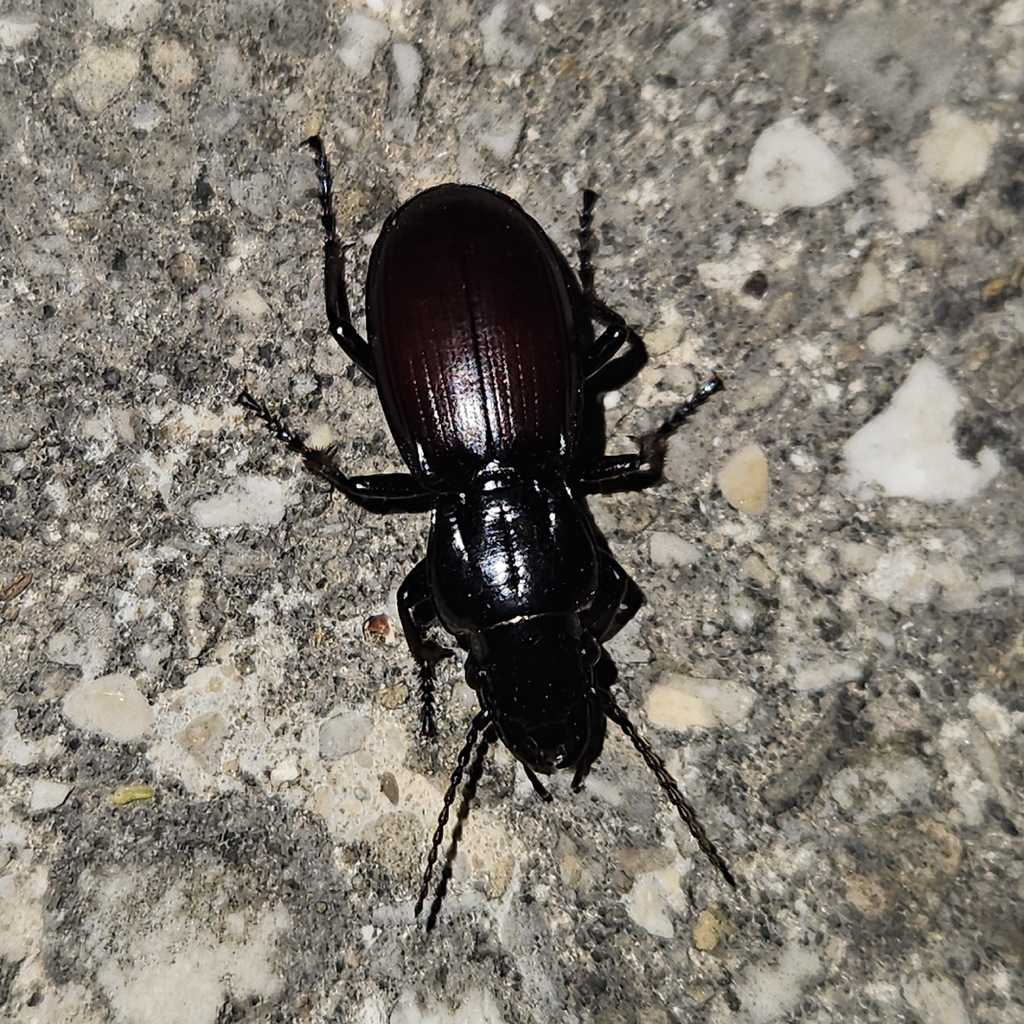 Percus bilineatus