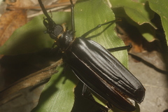 Derobrachus inaequalis