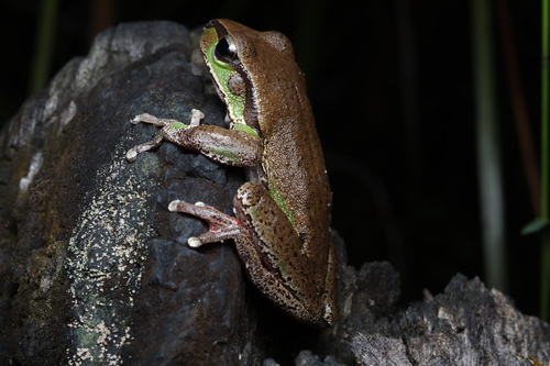 Dryopsophus citropa