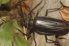 Derobrachus inaequalis