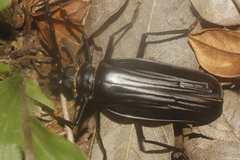 Derobrachus inaequalis