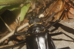 Derobrachus inaequalis