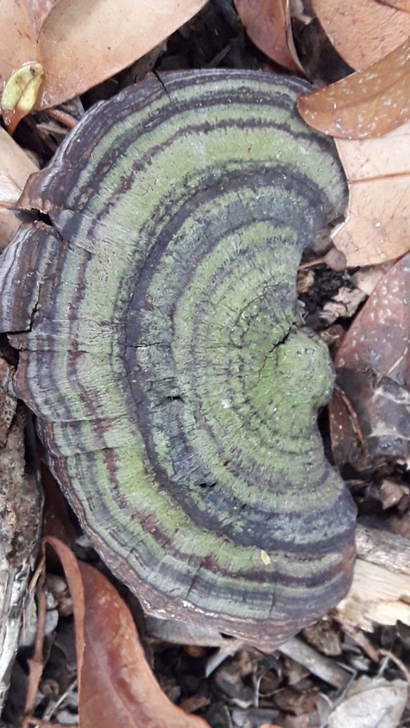 Hexagonia papyracea · November 2025 · photo: © analiabelaus (iNaturalist, cc0)