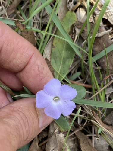 Brunoniella acaulis, 2025-11-11