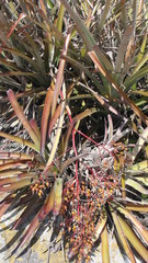 Aechmea leptantha