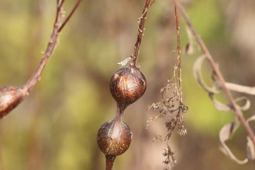 Unknown species found near Suffield, CT, USA