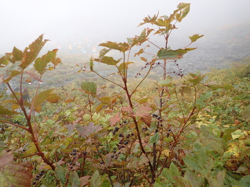 Ribes japonicum iNat (1)