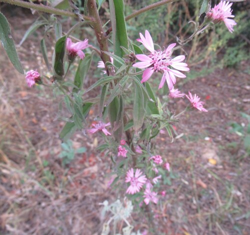 Palafoxia hookeriana, photograph 6