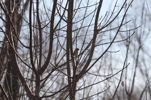 House Sparrow photographed in Connecticut