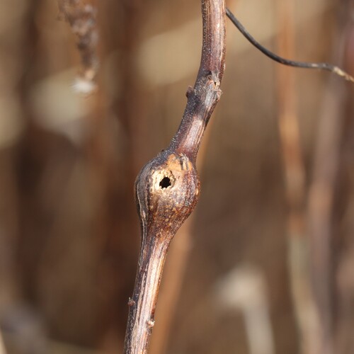 Unknown species found near Suffield, CT, USA