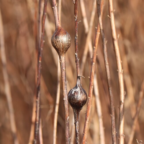 Unknown species found near Suffield, CT, USA