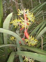 Aechmea costantinii