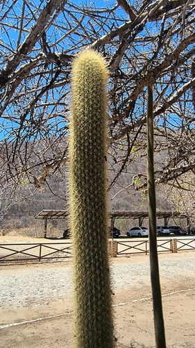 Pilosocereus chrysostele, photograph 3