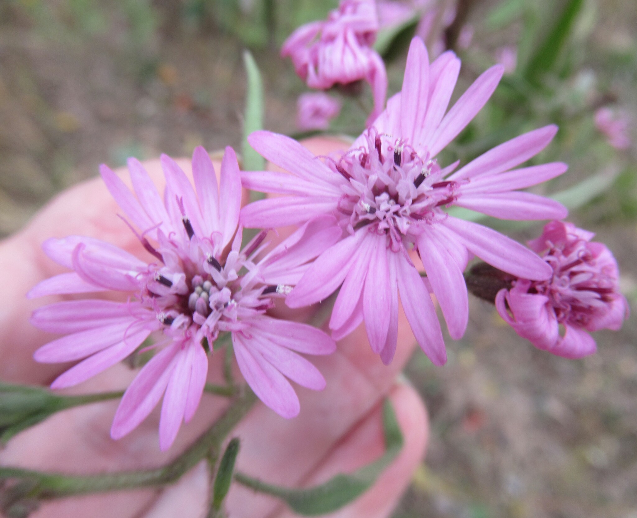Sand Palafox (Palafoxia hookeriana)
