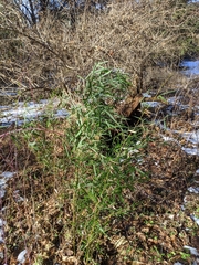 Phyllostachys aureosulcata