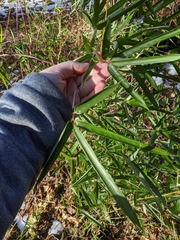 Phyllostachys aureosulcata