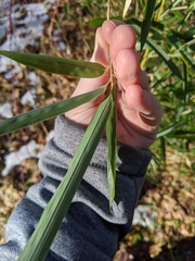 Phyllostachys aureosulcata