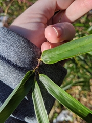 Phyllostachys aureosulcata