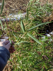 Phyllostachys aureosulcata