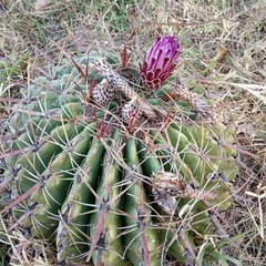 Ferocactus recurvus recurvus