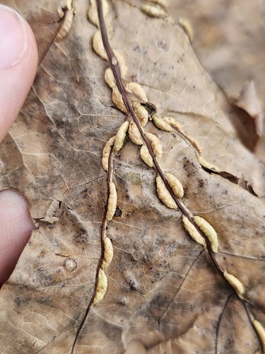 Unknown species found near Warren County, VA, USA