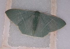 Pelagodes antiquadraria