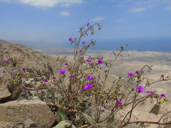 Cistanthe lamprosperma