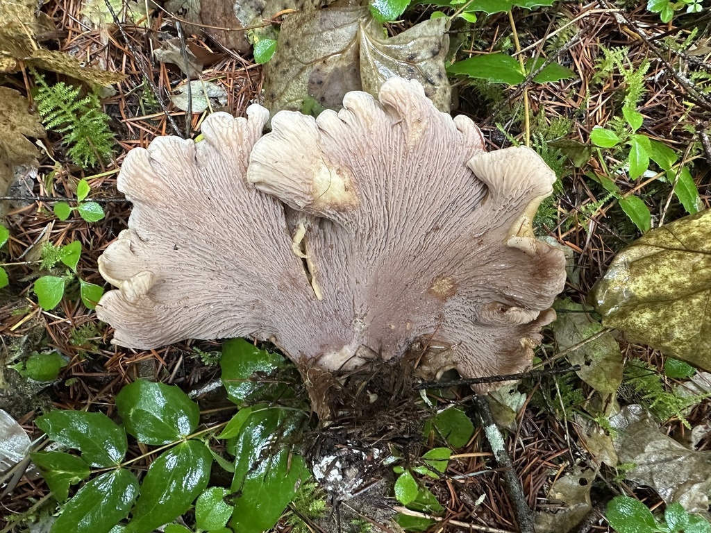 Gomphus clavatus · November 2025 · photo: © creaturecalledkate (iNaturalist, cc0)