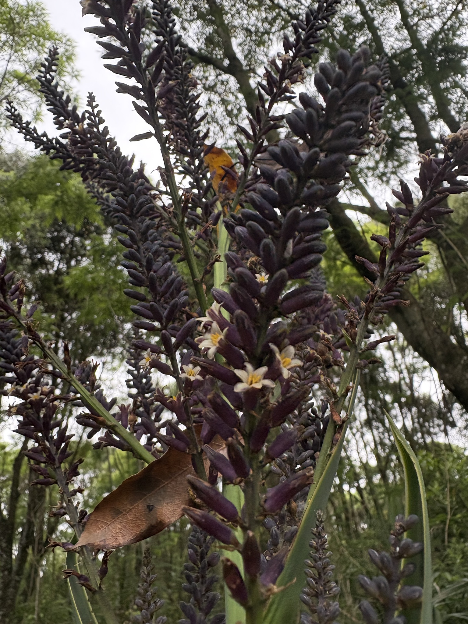 Cordyline sellowiana