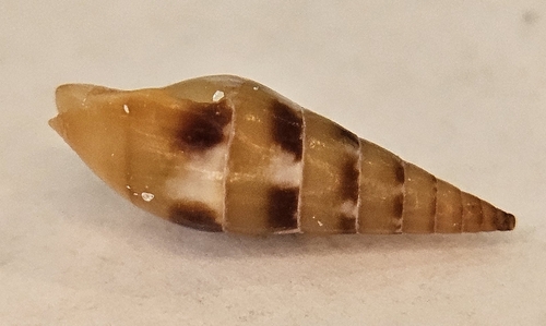 Mitrella menkeana observed 2025-11-15
