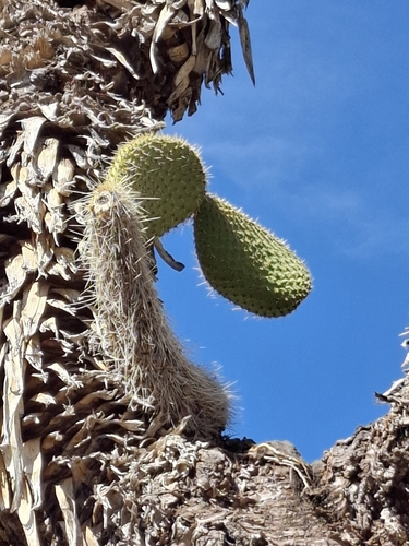 Durango giant pricklypear (Opuntia durangensis)