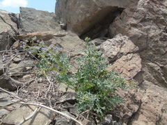 Solanum brachyantherum