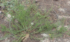 Aspalathus asparagoides asparagoides