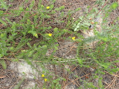 Aspalathus asparagoides asparagoides