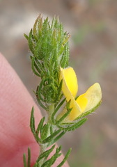 Aspalathus asparagoides asparagoides