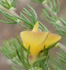 Aspalathus asparagoides asparagoides
