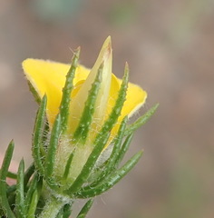 Aspalathus asparagoides asparagoides