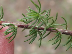 Aspalathus asparagoides asparagoides