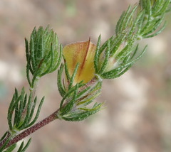 Aspalathus asparagoides asparagoides