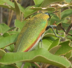 Steraspis