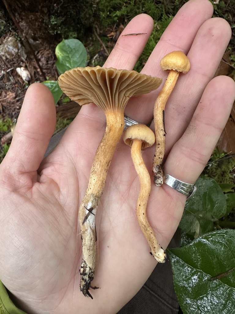 Chroogomphus tomentosus · November 2025 · photo: © creaturecalledkate (iNaturalist, cc0)