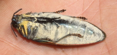 Steraspis