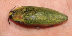 Steraspis