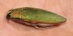 Steraspis
