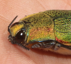 Steraspis