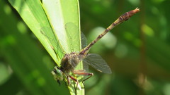 Arigomphus pallidus