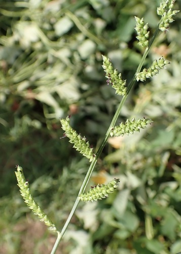 Echinochloa colonum observed 2025-11-08