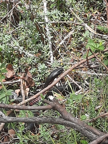 Red-bellied Black Snake sighting